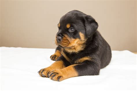 rottweiler price in india|rottweiler puppy price in delhi.